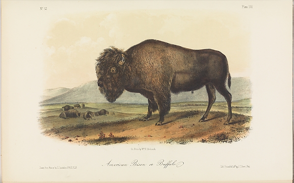 The Viviparous Quadrupeds of North America, vol. II