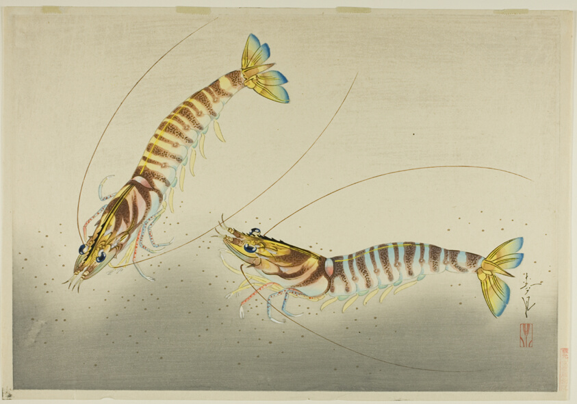 Shrimps