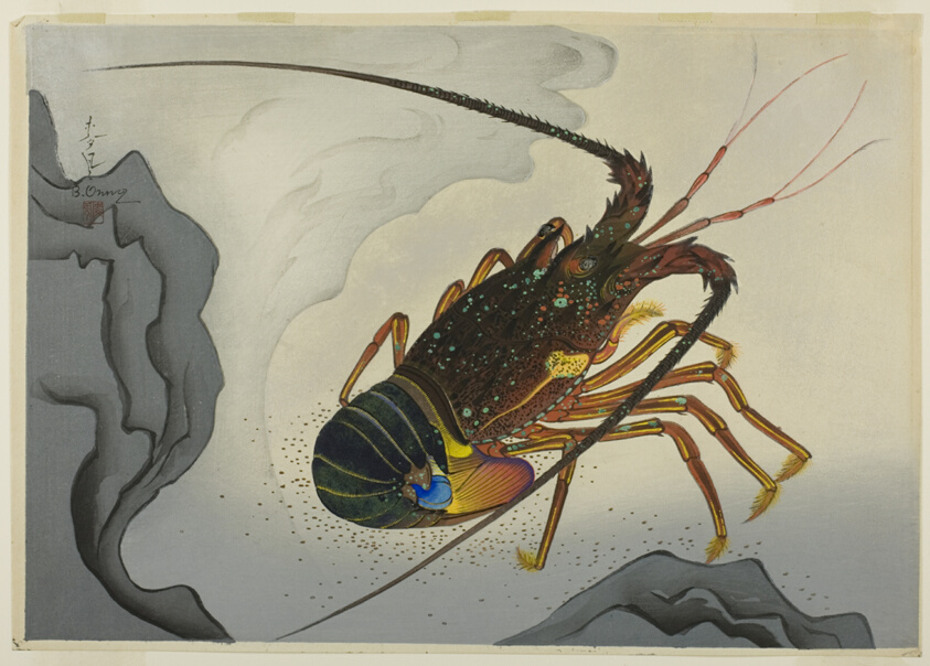 Spiny Lobster